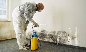 Professional Mold Inspection in Walkersville, MD